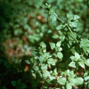 Chickweed