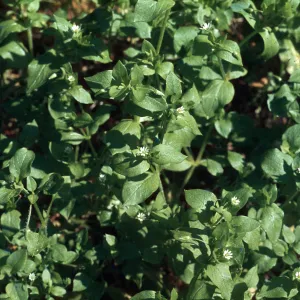 Chickweed