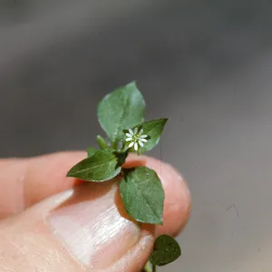 Chickweed
