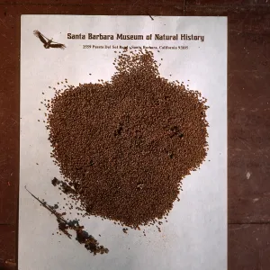 Chenopodium seed