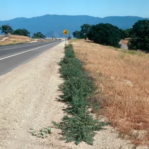 Chenopodium