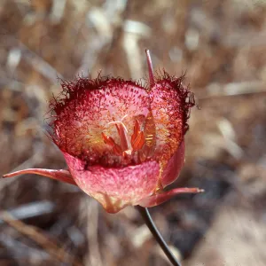 Calochortus weedeii
