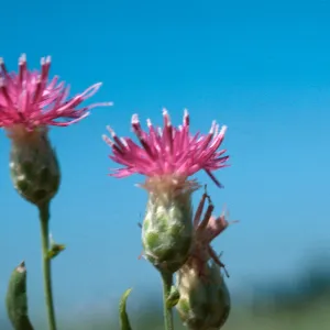 Centaurea repens, Goleta