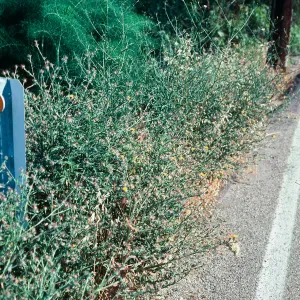 Centaurea melitensis
