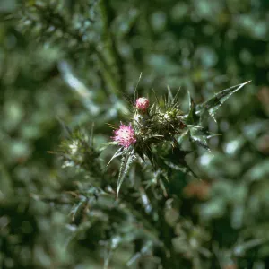 Carduus