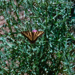 Cirsium vulgare