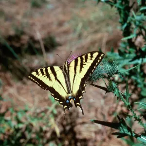 Cirsium vulgare