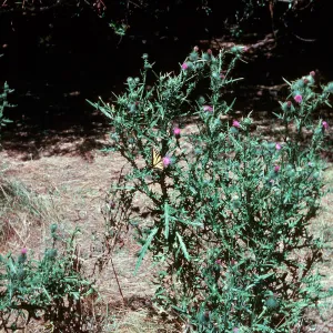 Cirsium vulgare