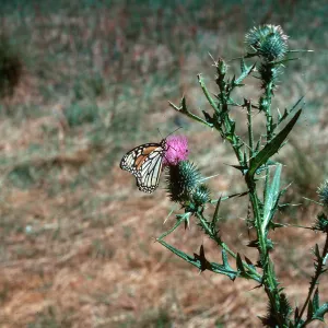 Cirsium vulgare