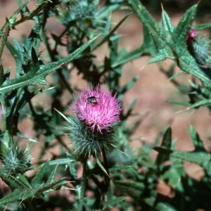 Cirsium vulgare