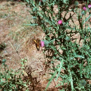 Cirsium vulgare