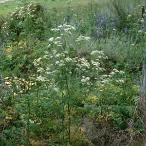 Conium maculatum