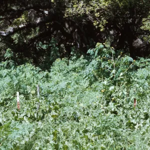 Conium leaves