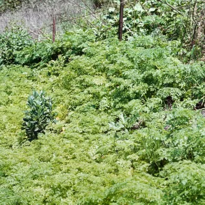 Conium leaves