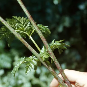 Conium stems