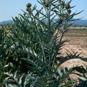 Cynara cardunculus, Foothill Road, Cuyama