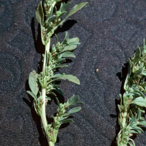 Amaranthus albus, tumble[weed]
