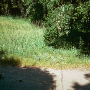 Dactylis, Toro Canyon Park