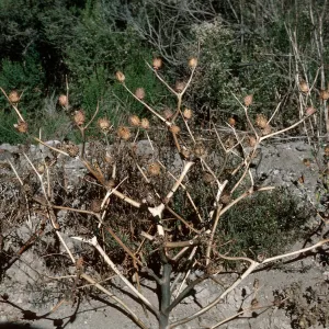 Datura fruit, Orcutt