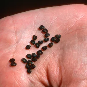 Datura stramonium seeds