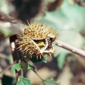 Datura