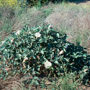 Datura