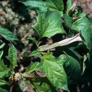 Datura