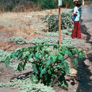 Datura, Orcutt