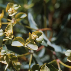 Euphorbia dendroides