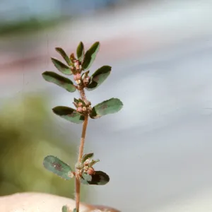 Euphorbia maculata