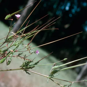 Erodium, Black Lake