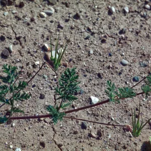 Erodium cicutarium
