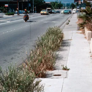 Erigeron linearis