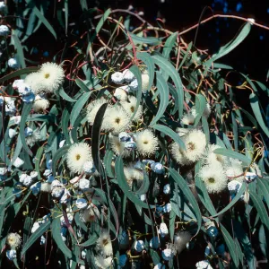 Eucalyptus
