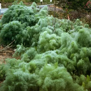 Foeniculum