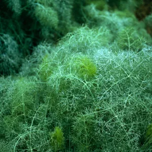Foeniculum