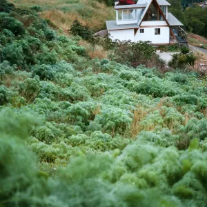 Foeniculum
