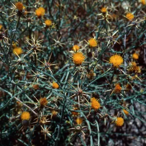 Yellow Star Thistle
