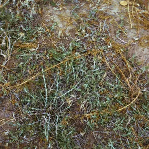 Gnaphalium 