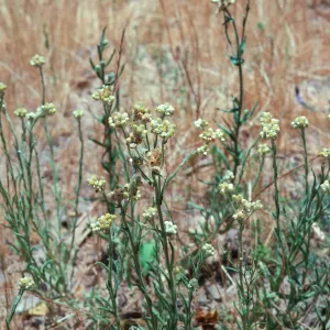 Gnaphalium 