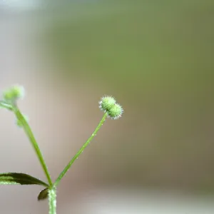 Galium aparine fruit