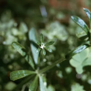 Galium aparine