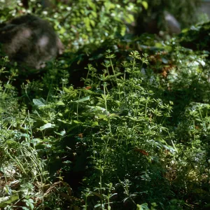 Galium aparine