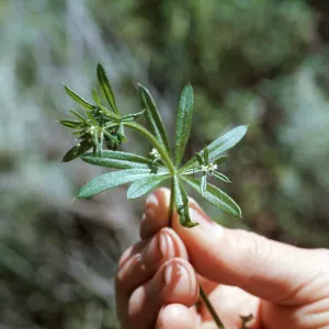 Galium aparine