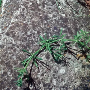 Galium aparine