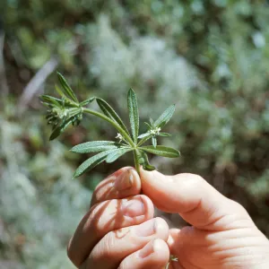 Galium aparine