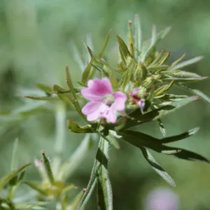 Geranium dissectum