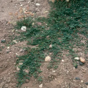 Tribulus