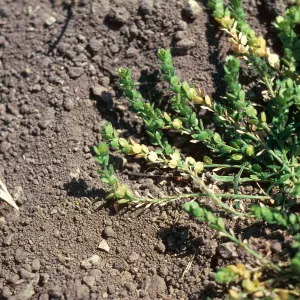Lepidium, La Purisma