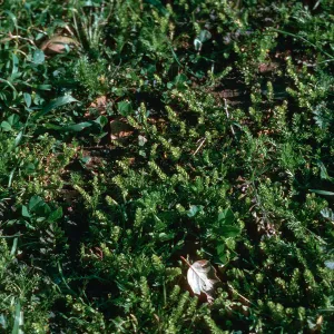 Lepidium